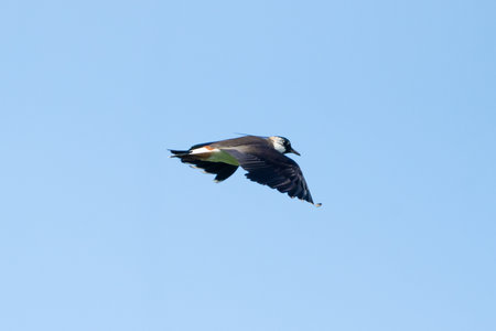 Northern Lapwing Bird In Flight Against The Sky