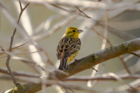 Yellowhammer Bird On Branch Wildlife Photograph