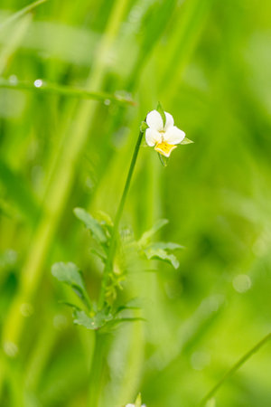 Flower Of The Three-Color Pansy Wildの写真素材