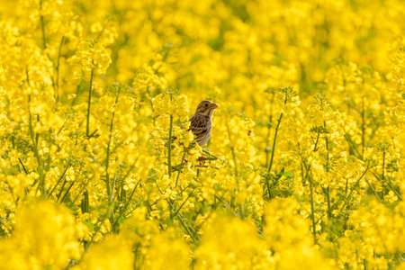 Corn Bunting In Yellow Rapeseed Fieldの写真素材