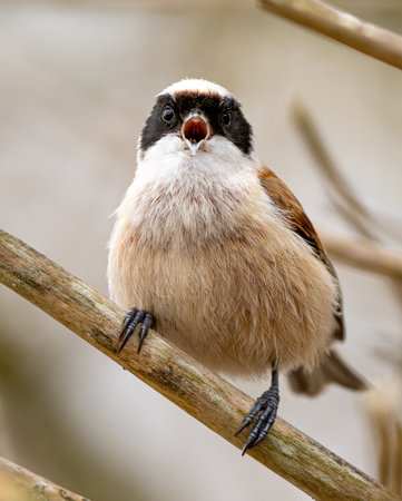 Eurasian Penduline Tit Bird Sings On A Treeの写真素材