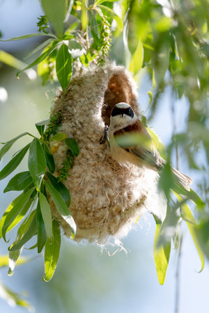 Reeves Bird Building Its Nest In Springの写真素材