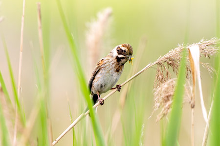 Female Reed Bunting Holds Insects In Beak To Feed Chicksの写真素材
