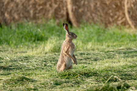 Wild Hare In A Summer Field