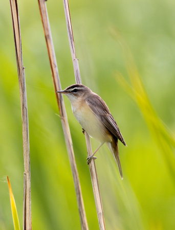 Sedge Warbler sitting In The Reeds