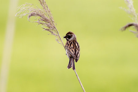 Female Reed Bunting Holds Insects In Beak To Feed Chicksの写真素材