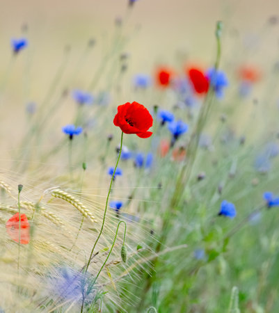 Beautiful Poppies And Cornflowers In A Field With A Vertical Floral Backgroundの写真素材
