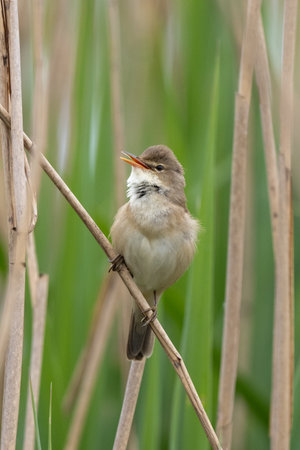 Great Reed Warbler Sings In The Reedsの写真素材