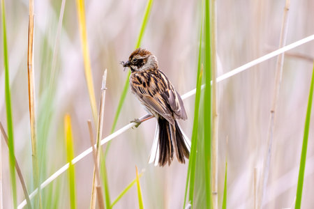 Female Reed Bunting Holds Insects In Beak To Feed Chicksの写真素材