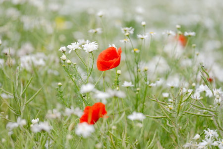 Beautiful Poppies Daisies And Flowers Blooming In The Fieldの写真素材