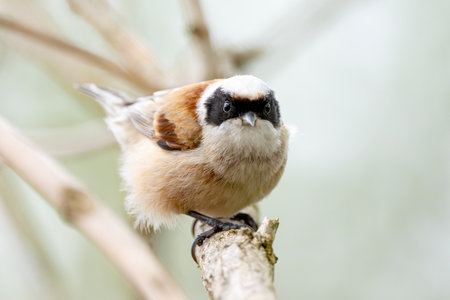 Remiz Bird On A Branch Photography Of Wild Natureの写真素材