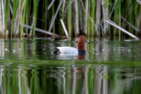 Common Pochard Swimming In Lake Against A Backdrop Of Reedsの写真素材