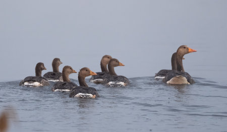 Family Of Gray Geese In Action On The Lakeの写真素材