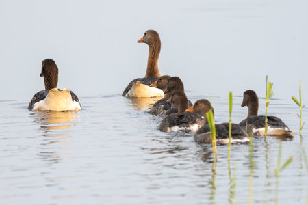 Family Of Gray Geese In Action On The Lakeの写真素材