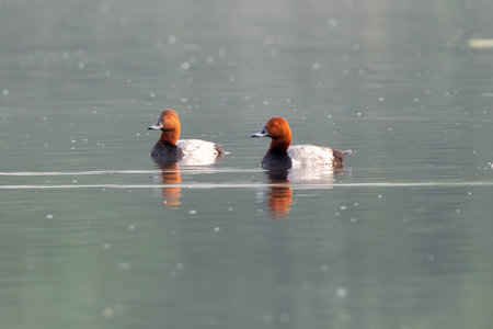 Observing The Current Behavior Of The Common Pochard In The Lakeの写真素材