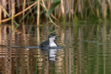 Eurasian Coot Chick Developing In The Pondの写真素材