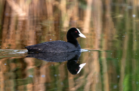 Eurasian Coot Swimming In A Lake Or Pondの写真素材