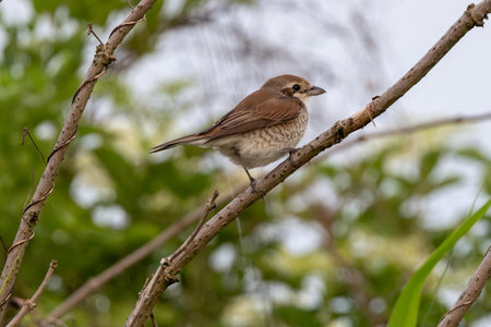 Baby Red-Backed Shrike Sitting On A Tree Branch Growing Upの写真素材