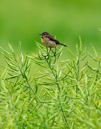 Female European Stonechat Singing While Sitting On A Branch In The Fieldの写真素材