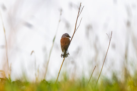 Male Red-Backed Shrike Hunting While Sitting On A Tree Branchの写真素材