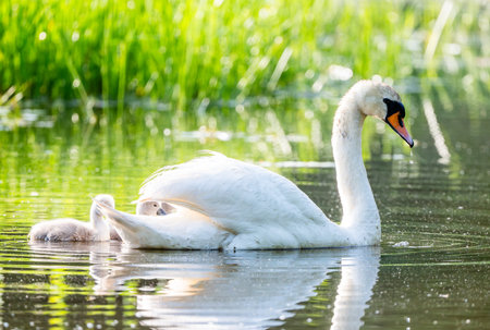 Mute Swan With Chicks In Current Scene In The Lakeの写真素材