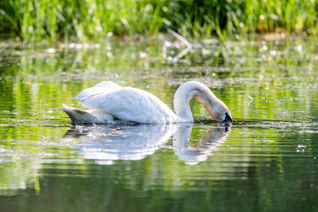Mute Swan In Summer On The Lakeの写真素材