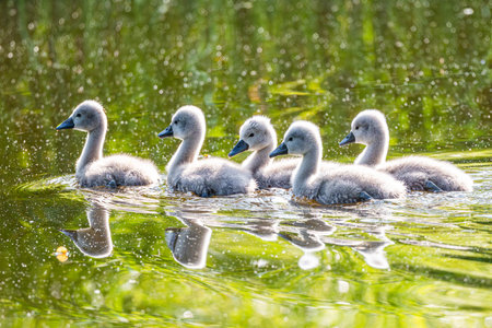 Mute Swan Chicks Growing Up In The Lakeの写真素材