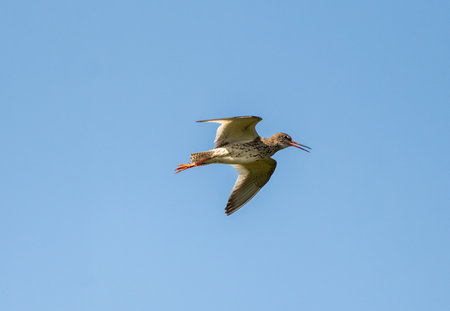 Common Redshank Flying Against The Skyの写真素材