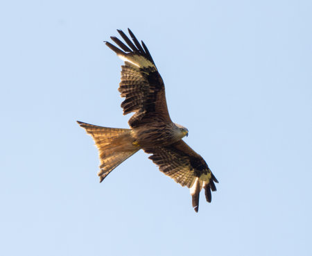 Red Kite Flying Against The Sky