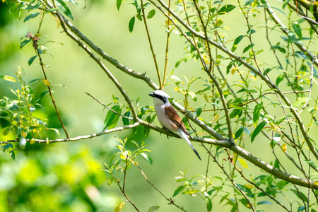 Male Red-Backed Shrike Hunting While Sitting On A Tree Branchの写真素材
