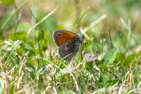 Close-Up Of A Brown Butterfly Perched On Grassの写真素材