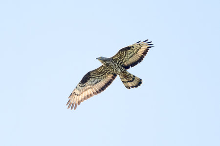 European Honey Buzzard Flying Against The Skyの写真素材