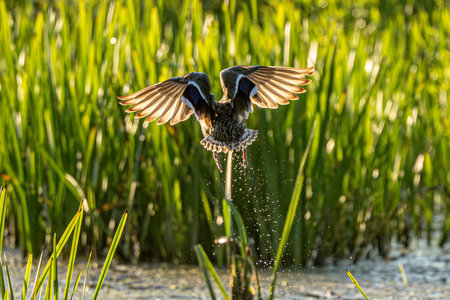 Female Mallard Begins Flight Over The Lakeの写真素材
