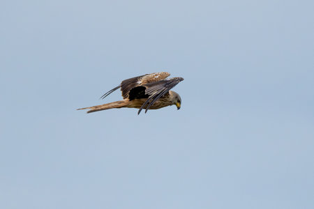 Western Marsh Harrier Flying Against The Skyの写真素材
