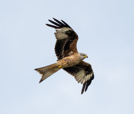 Western Marsh Harrier Flying Against The Skyの写真素材
