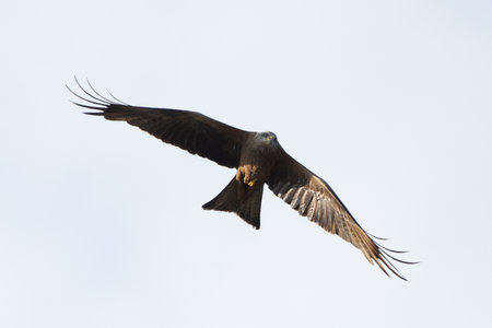 Black Kite In Flight Against The Skyの写真素材