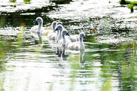 Mute Swan Chicks Growing Up In The Lakeの写真素材