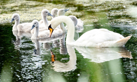 Mute Swan With Chicks In The Pondの写真素材