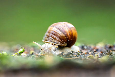 Snail Wandering In The Forest On A Blurred Backgroundの写真素材