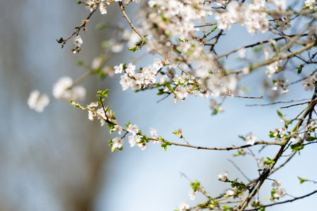 Blossoming Apricot Tree As A Spring Backgroundの写真素材