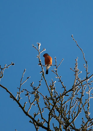 Bullfinch In Action A Bird On A Tree