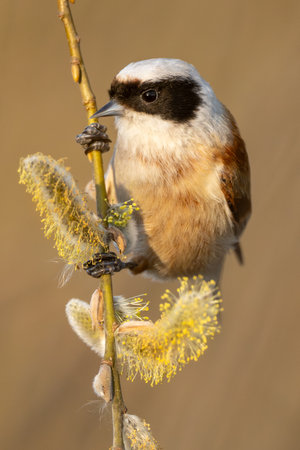 Eurasian Penduline Tit Bird On A Branchの写真素材