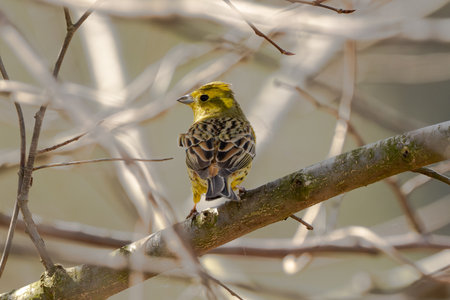 Yellowhammer Bird On Branch Wildlife Photographの写真素材