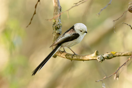 Long-Tailed Tit Sits On A Branch At Sunsetの写真素材