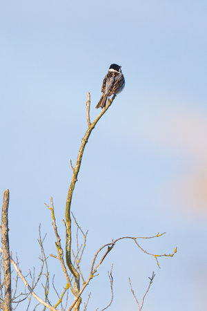 Reed Bunting Bird Sits On A Tree Branchの写真素材