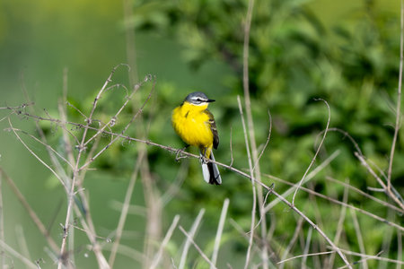 Western Yellow Wagtail Bird Perching On A Branch And Flyingの写真素材