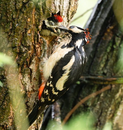 Great Spotted Woodpecker Feeds Its Chick In The Nest Holeの写真素材