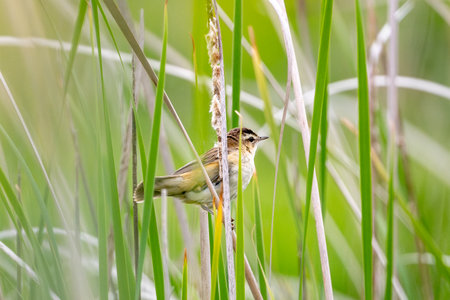 Sedge Warbler Bird Sitting On Branch Among Reedsの写真素材