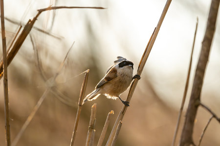 Eurasian Penduline Tit Bird On A Branchの写真素材