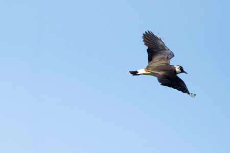 Northern Lapwing Bird In Flight Against The Sky